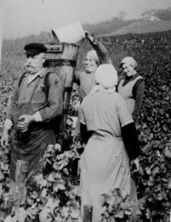 philipp be der weinlese